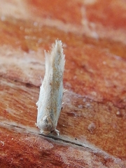 Zelleria oleastrella