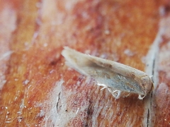 Zelleria oleastrella