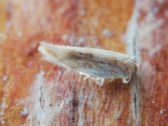 Zelleria oleastrella