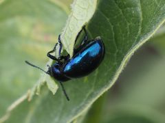 Chrysochus asclepiadeus