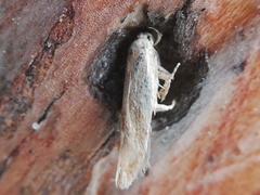 Zelleria oleastrella