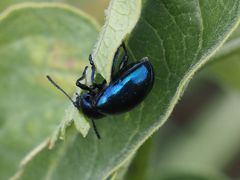 Chrysochus asclepiadeus