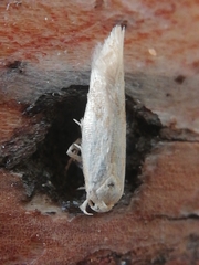 Zelleria oleastrella