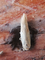 Zelleria oleastrella