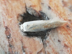 Zelleria oleastrella