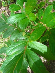 Lonchocarpus rugosus