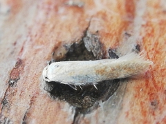 Zelleria oleastrella