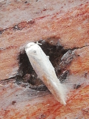 Zelleria oleastrella