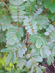 Lonchocarpus rugosus