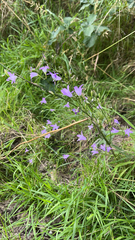 Campanula rapunculus
