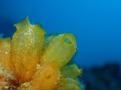 Stolonica socialis