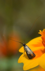 Adelidae