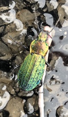 Carabus monilis