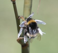 Bombus terrestris dalmatinus