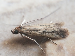 Gymnancyla ruscinonella