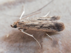 Gymnancyla ruscinonella