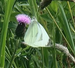 Pieris rapae