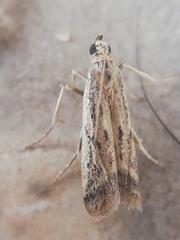 Gymnancyla ruscinonella