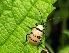 Meristata spilota