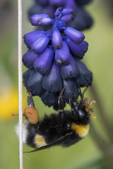 Bombus terrestris dalmatinus