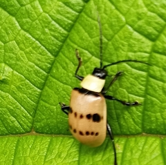 Meristata spilota