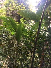 Etlingera