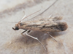 Gymnancyla ruscinonella