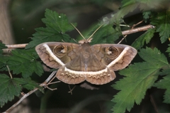 Metopta rectifasciata