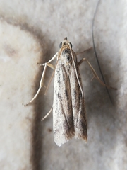 Gymnancyla ruscinonella