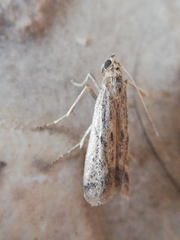 Gymnancyla ruscinonella