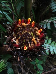 Etlingera