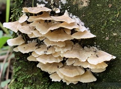 Trametes membranacea