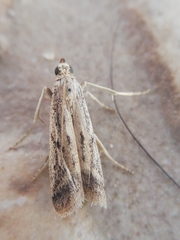 Gymnancyla ruscinonella