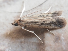 Gymnancyla ruscinonella