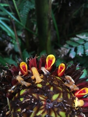 Etlingera