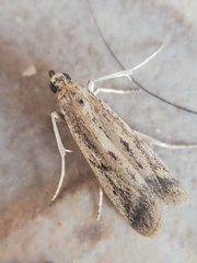 Gymnancyla ruscinonella