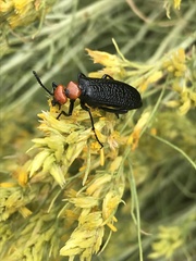 Lytta vulnerata