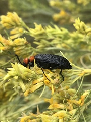 Lytta vulnerata