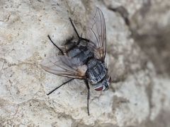 Billaea pectinata