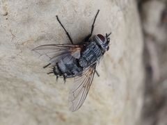 Billaea pectinata