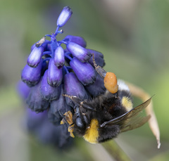 Bombus terrestris dalmatinus