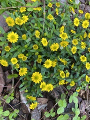 Melampodium montanum