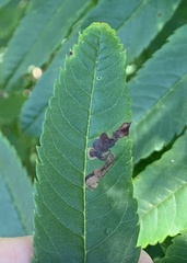 Stigmella oxyacanthella