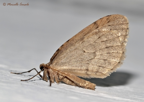 Winter Moth