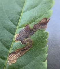 Stigmella oxyacanthella