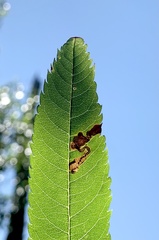 Stigmella oxyacanthella