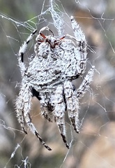 Caerostris sexcuspidata