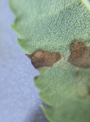 Stigmella oxyacanthella