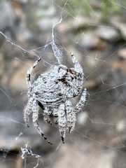 Caerostris sexcuspidata