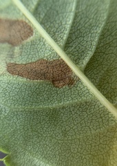 Stigmella oxyacanthella